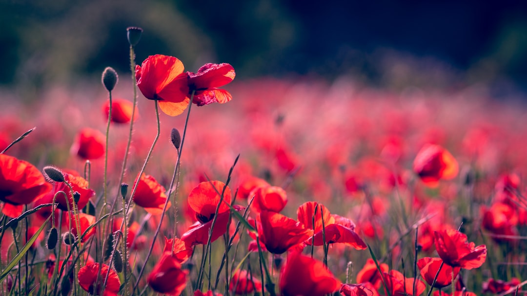 Photo Red flowers